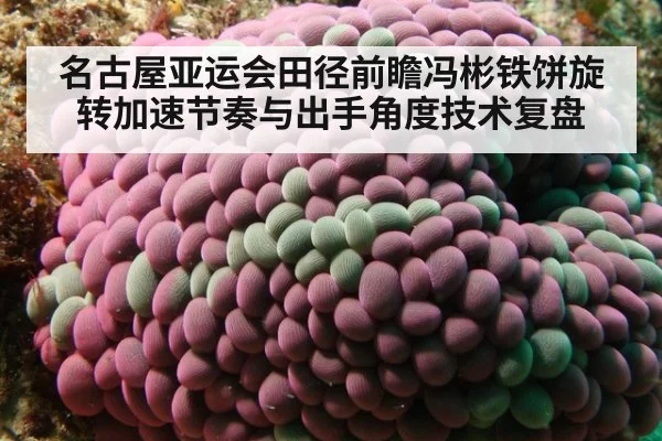 名古屋亚运会田径前瞻冯彬铁饼旋转加速节奏与出手角度技术复盘